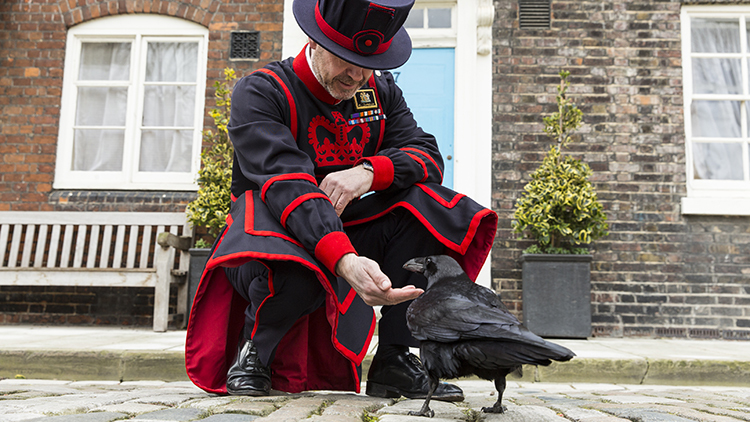 Легенда лондонского тауэра. Тауэр бифитеры вороны. Tower of London Yeoman Warders. Вороны в Тауэре в Лондоне. Бифитеры и вороны в Тауэре.