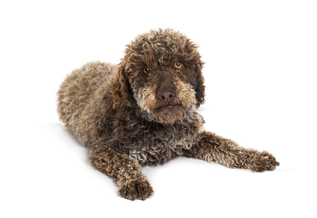 lagotto